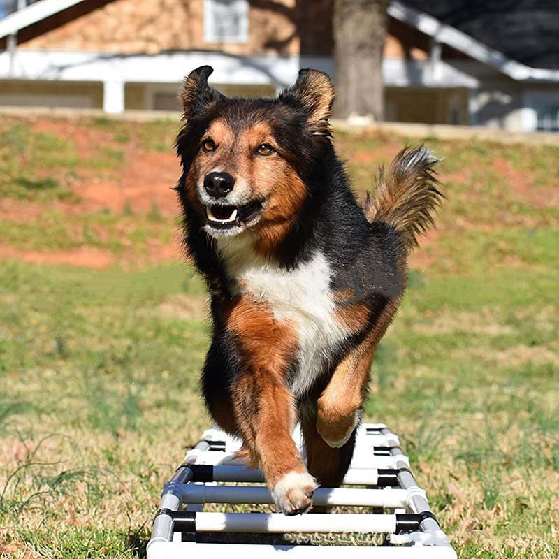 Dog Outdoor Sports Equipment Agility Training-4