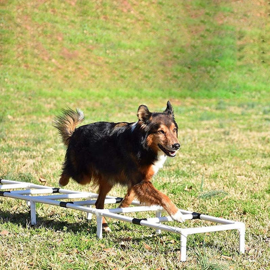 Dog Outdoor Sports Equipment Agility Training-0